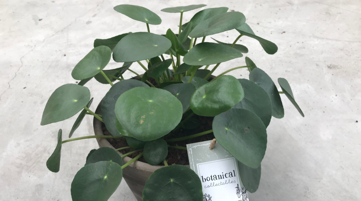Pilea - Pannenkoekplant